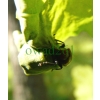 Attelabus nitens (Scopoli, 1763) Podryj dębowiec